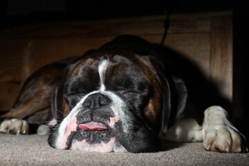 Buster boxer dog