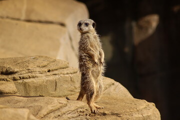 Meerkat