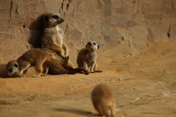 Meerkat