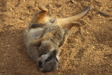 Meerkat