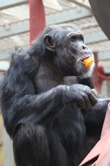 Chimpanzee