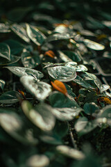 Garden green flower fresh