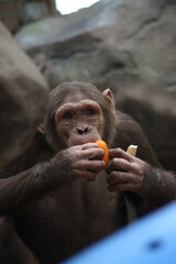 Chimp, chimpanzee