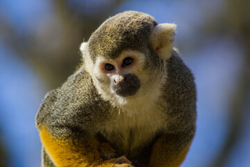 Squirrel Monkey