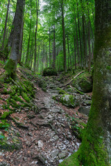 Stairs, steps in the forest, footpath between trees up from the valley. Trees and bushes stand on overgrown rocks in fairyland. Leisure walk to beautiful magically lit places