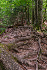 Wurzelweg durch den Wald, Wanderweg über Wurzeln der Bäume im bewaldeten Hügel, mit vielen starken Wurzelarmen