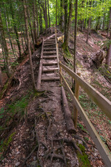 Treppe, Stufen im Wald, Fußweg zwischen Bäumen hinauf aus dem Tal. Bäume und Sträucher stehen auf überwucherten Felsen im Märchenland. Freizeitspaziergang zu wunderschönen, magisch beleuchteten Orten