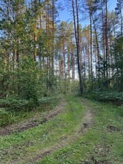 A country road in the middle of the forest