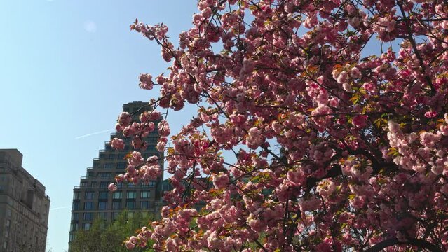 A picturesque scene of cherry blossoms painting Central Park in shades of pink