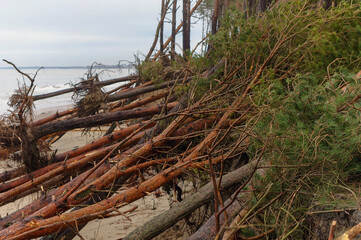 Trees felled by the hurricane. The storm at sea. Destruction of a pine forest