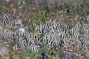Multicolored meadow flowers in the background light in the evening