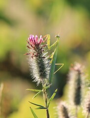 Fototapeta premium Mantis religiosa on a blade of grass in a meadow