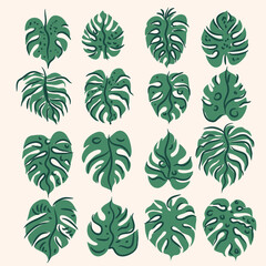 Big set tropical palm tree  leaves, monstera,  For wall art, posters, textile, paper, fabric Isolated Vector illustration  