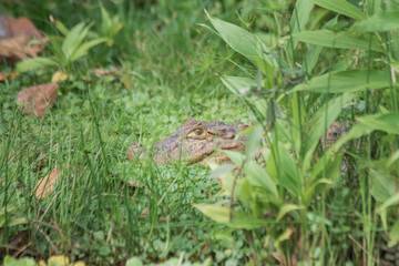 Brazilian Crocodile or Caiman
This crocodile is very rare in Brazil.