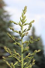 Yucca flower before blooming