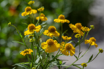 Helenium autumnale common sneezeweed in bloom, bunch of yellow flowering flowers, high shrub with leaves