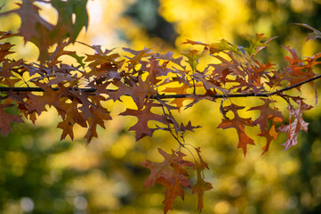 Quercus coccinea red orange yellow leaves during autumn season, ornamental tree