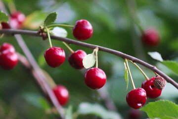 Cherry diseases, cherries on the tree
