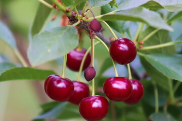 Cherry diseases, cherries on the tree