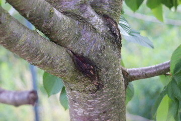 The cherry tree was cracked by frost, it wasn't bleached with lime