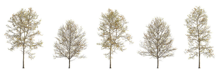Set of 5 autumn large trees sycamore platanus maple trees isolated png on a transparent background perfectly cutout