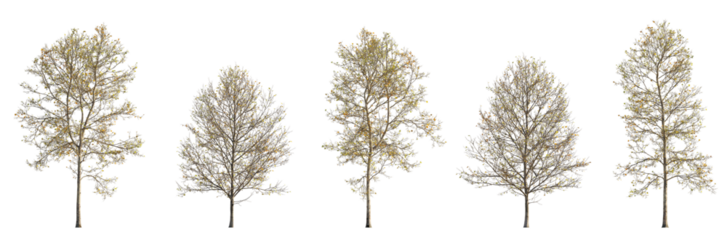 Autumn large trees sycamore platanus maple trees isolated png on a transparent background premium cutout