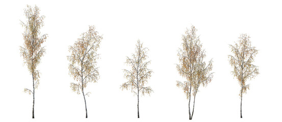 Autumn set of Birch trees betula trees isolated png in sunny daylight on a transparent background...