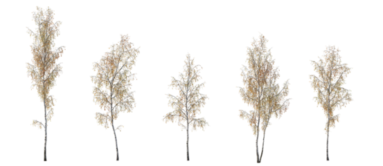 Autumn Birch trees betula trees isolated png in sunny daylight on a transparent background premium cutout 