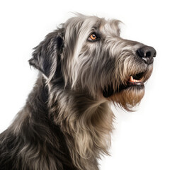 Irish Wolfhound , isolated on transparent, PNG, HD