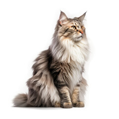 Fototapeta premium Norwegian Forest Cat, isolated on transparent, PNG, HD