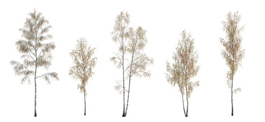 Autumn set of Birch trees betula trees isolated png in sunny daylight on a transparent background premium cutout 