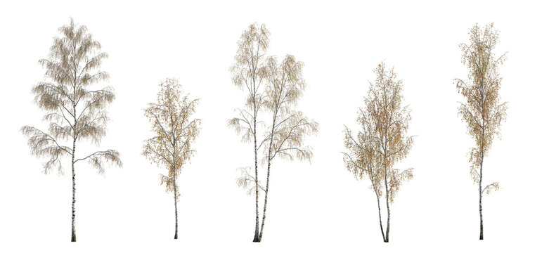 Autumn set of Birch trees betula trees isolated png in sunny daylight on a transparent background perfectly cutout 