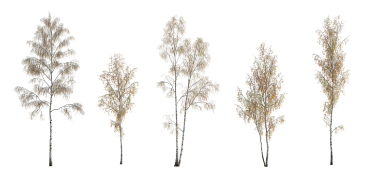 Autumn set of Birch trees betula trees isolated png in sunny daylight on a transparent background premium cutout 