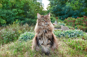 Obraz premium Tabby Maine Coon cat sitting on a blooming meadow. Pet walking in the outdoors. Cat close-up. Domestic cat in the garden