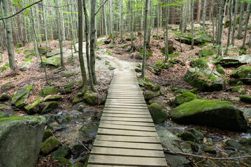 rychlebske stezky, rychleby mountains, trails, super flow, bike trail, rychleby, autumn, transport, enduro, mountain bike, trail, vehicle, wheels, flow, travel, outdoor, forest, transportation, stone,