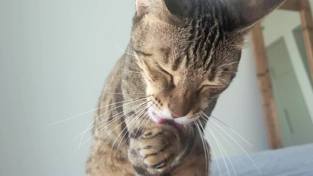 Oriental cat licking itself closeup