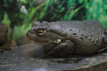 Toad