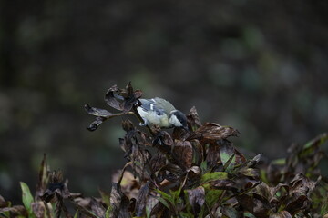 Junge Kohlmeise auf der Suche nach Nahrung, Parus major