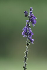 Blauer Eisenhut in voller Blüte, Aconitum napellus