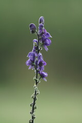 Blauer Eisenhut in voller Blüte, Aconitum napellus