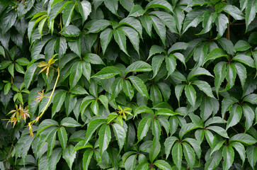 Fototapeta premium Natural background with green leaves of wild grapes in the summer garden after the rain. Outdoors photo 