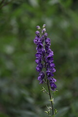 Blauer Eisenhut in früher Blüte, Aconitum napellus