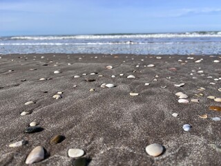 Caracoles en la orilla del Mar. Villa Gesell. Argentina.
Conchilla marina