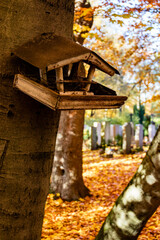 Bird feeder in autumn woodland