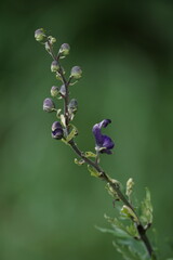 Blauer Eisenhut in früher Blüte mit Knospen, Aconitum napellus