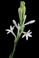 Tuberose flowers and buds, black background