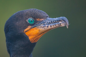 close up of a bird