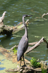 Great Blue Heron (Ardea herodias) in an urban park environment
