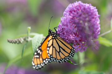 close up of a monarch butterfly on a pink blossom of the butterfly bush