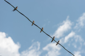 birds on a wire